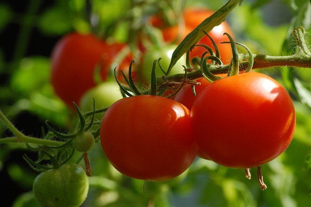Dăunători la tomate. Metode de combatere a celor mai frecvente boli care afectează roșiile