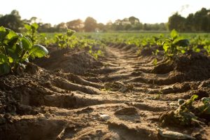 Cum alegi îngrășămintele organice pentru agricultura ecologică?