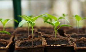 Plante care se cultivă în ianuarie în grădină și seră