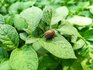 Cele mai bune insecticide pentru stropirea cartofilor