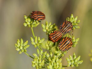 Insecticide bio pentru grădina ta
