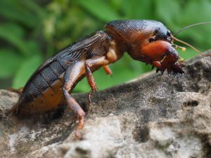 combaterea coropișnițelor