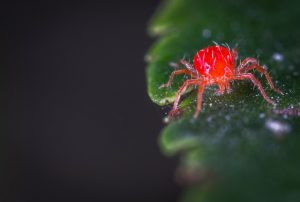 Păianjenul roșu comun
