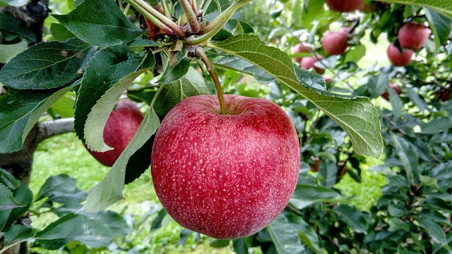 Făinarea la măr: De ce apare și cum se tratează?