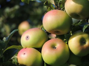 Dăunătorii mărului: Tipuri, prevenire și tratamente recomandate