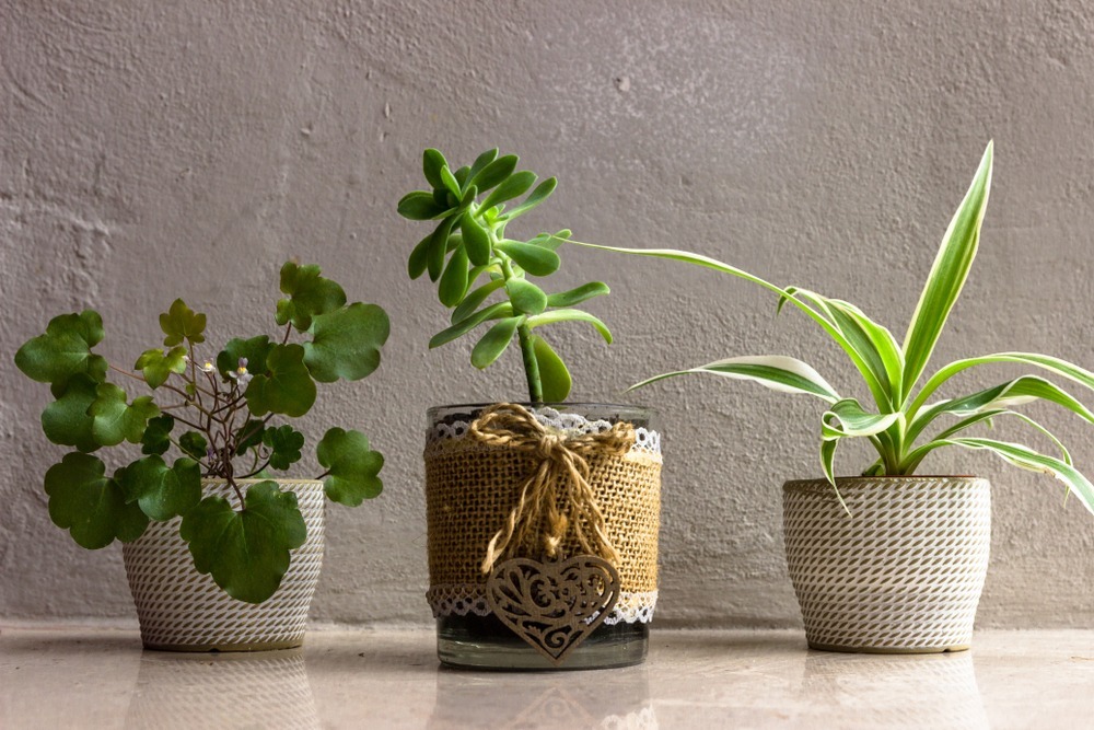 Cele mai bune îngrășăminte naturale pentru plantele din apartament