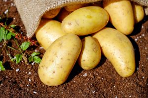 Dăunătorii cartofului: Clasificare, prevenire și combatere eficientă