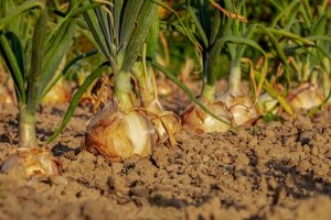 Ceapa – tot ce trebuie să știi despre cultivarea cepei
