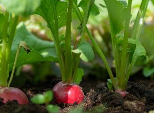 Ridichi – Tot ce trebuie să știi despre cultivarea ridichilor