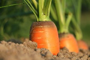 Morcovul – tot ce trebuie să știi despre cultivarea morcovilor