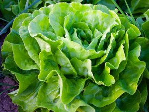 Salata verde – tot ce trebuie să știi despre cultivarea ei