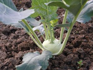 Gulia – tot ce trebuie să știi despre cultivarea guliei