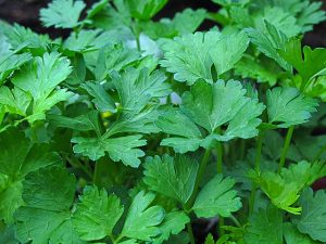 Pătrunjelul – Tot ce trebuie să știi despre cultivarea lui