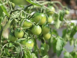 Făinarea tomatelor – tot ce trebuie să știi