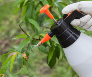 Cele mai frecvente greșeli în aplicarea fungicidelor și cum pot fi evitate