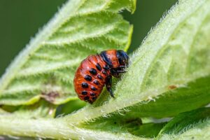 Stropirea cu insecticide în funcție de fenofazele plantei