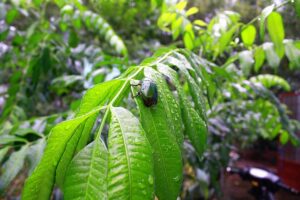 Greșeli frecvente în utilizarea insecticidelor și cum pot fi evitate