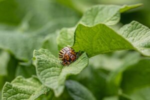 Rezistența dăunătorilor la insecticide: cauze, prevenție și soluții