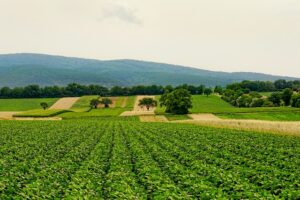 Repaus vegetativ: lucrări agricole în perioada verii