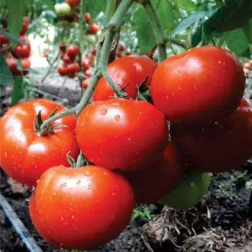 Seminte de tomate Aldemir F1, 500 seminte, Syngenta
