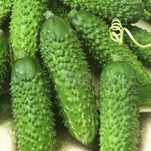 Seminte castraveti cornichon Sonate F1 10 gr