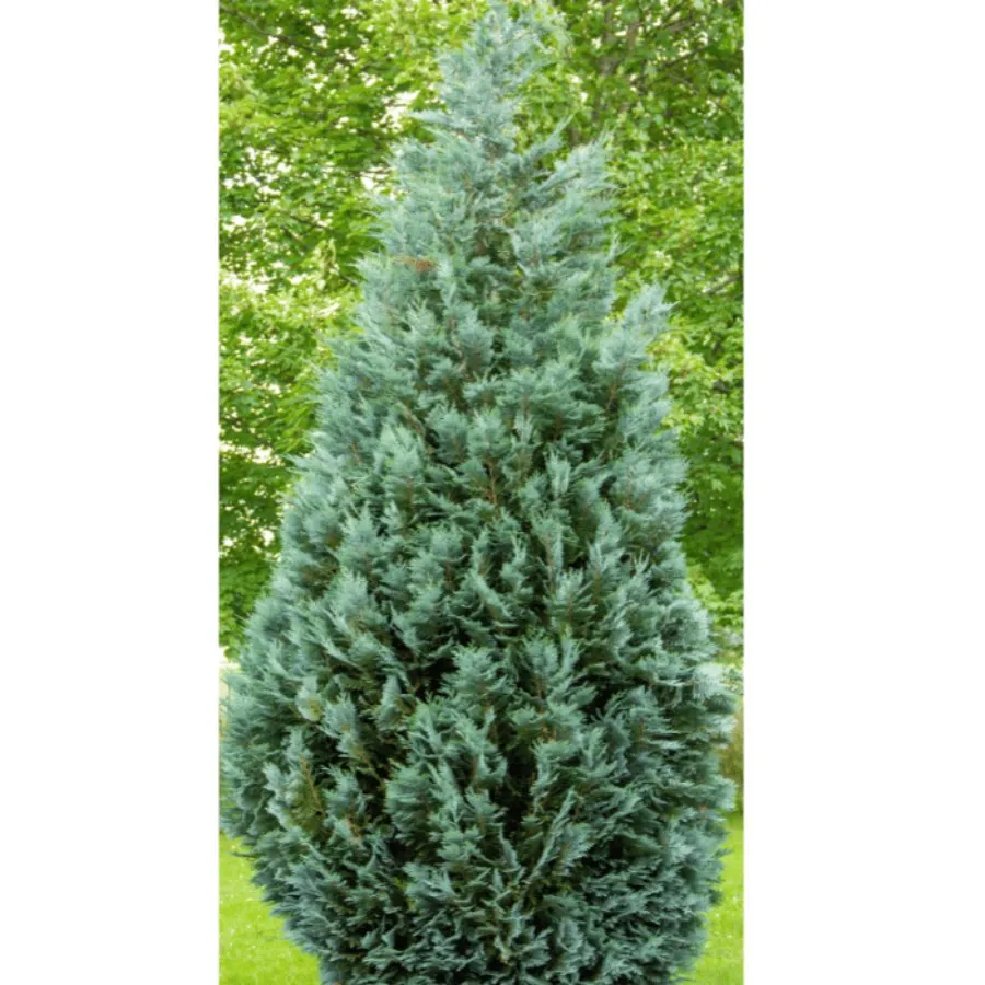 Chamaecyparis lawsoniana Ellwoodii - Chiparos Ellwoodii