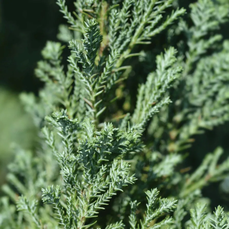 Chamaecyparis lawsoniana Ellwoodii - Chiparos Ellwoodii