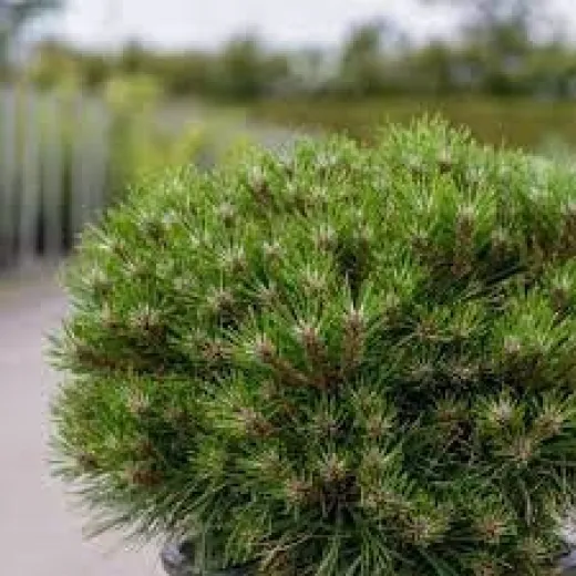 Pinus mugo Marie Bregon - Pin Marie Bregon
