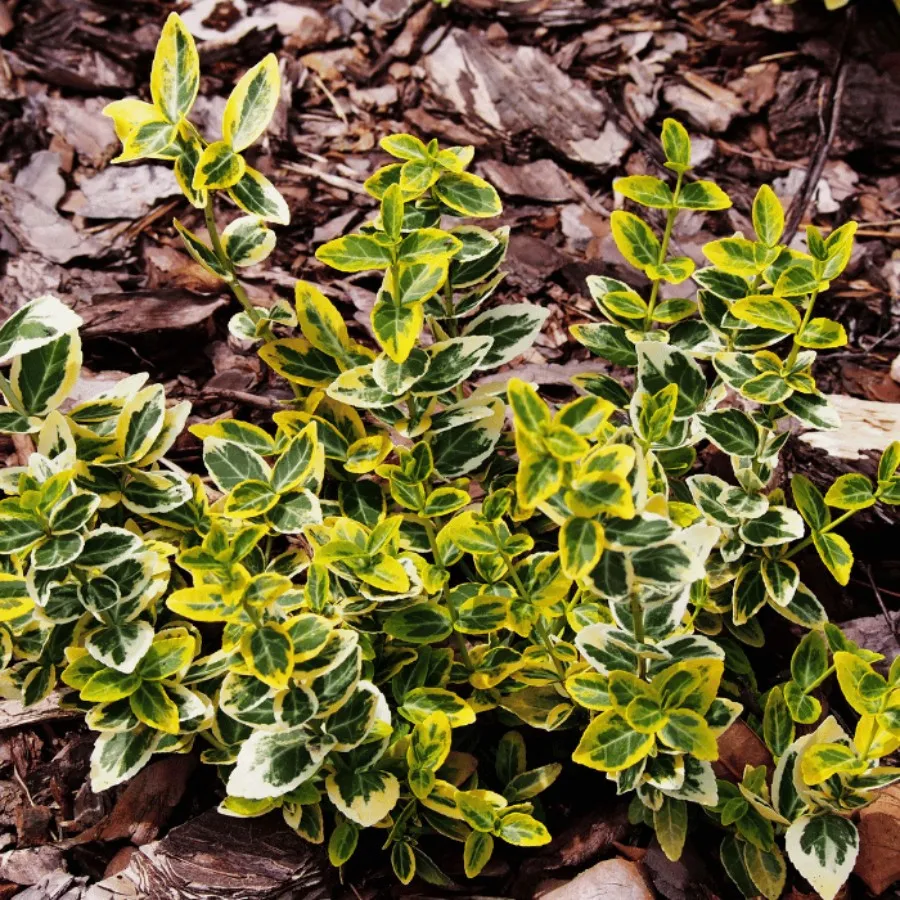 Euonymus fortunei Emerald'n Gold - Salbă aurie