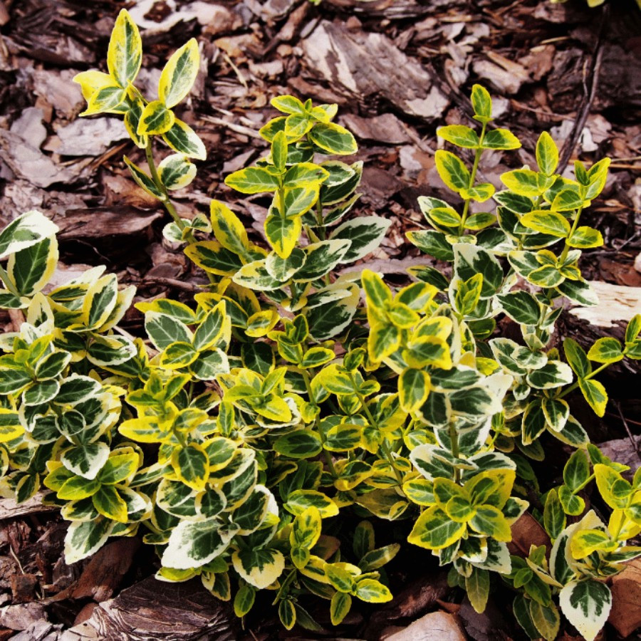 Euonymus fortunei Emerald'n Gold - Salbă aurie