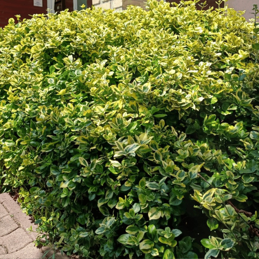 Euonymus fortunei Emerald'n Gold - Salbă aurie