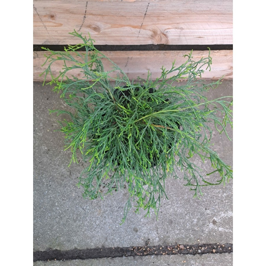 Chamaecyparis Pisifera - Chiparos de Sawara