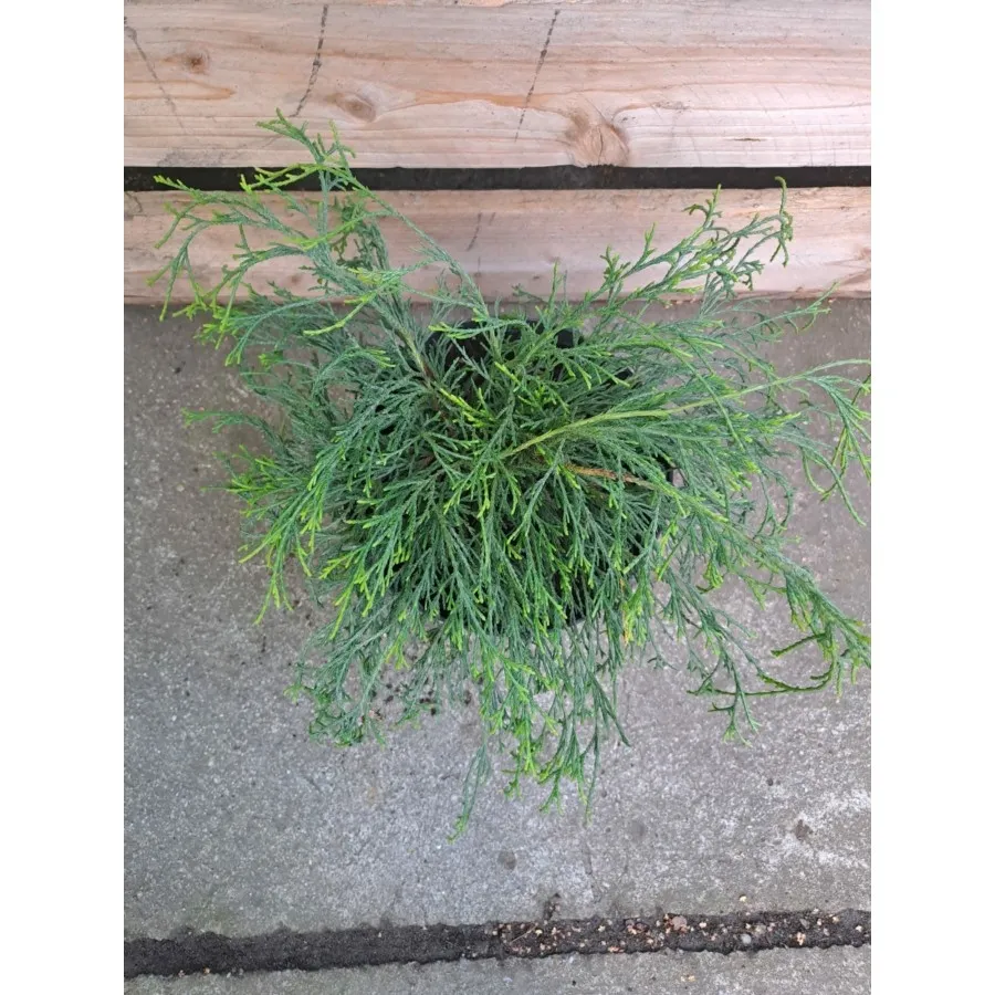 Chamaecyparis Pisifera - Chiparos de Sawara
