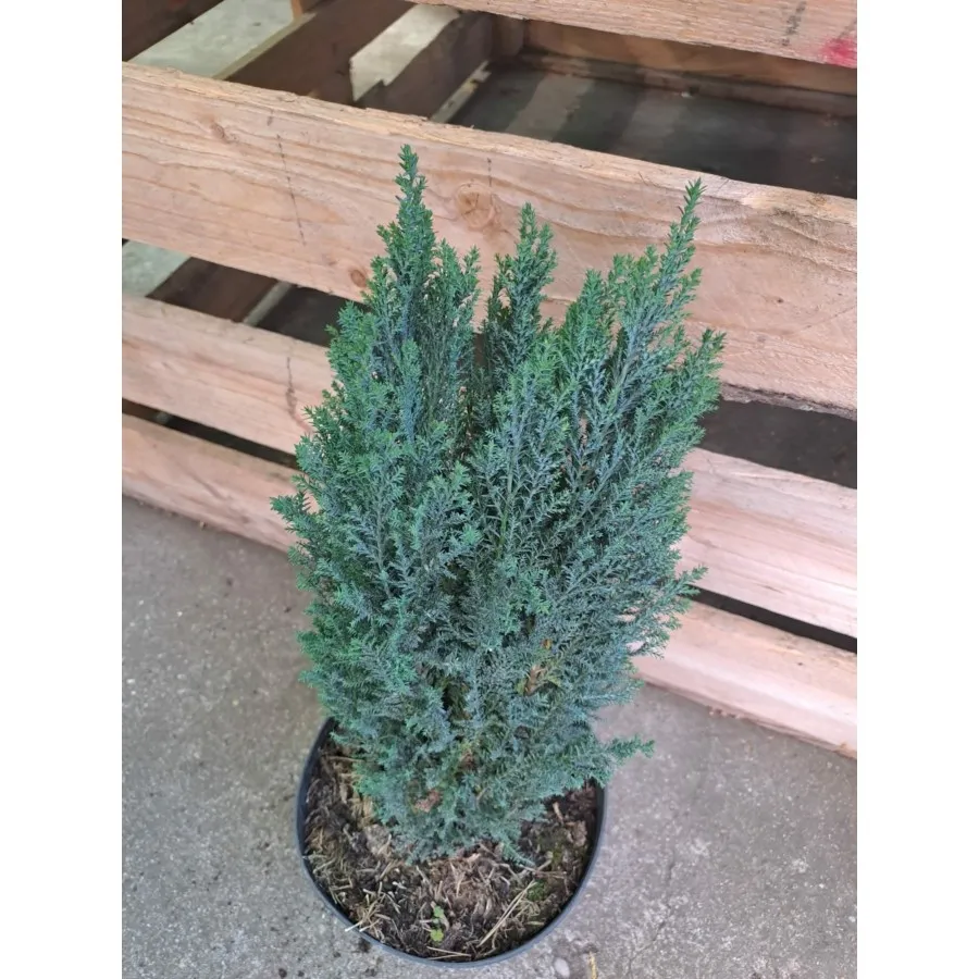 Chamaecyparis lawsoniana Ellwoodii - Chiparos Ellwoodii