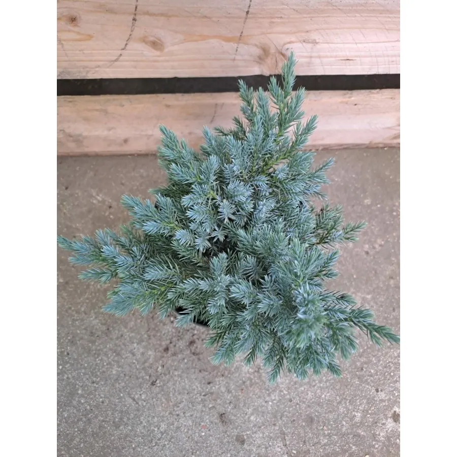 Juniperus squamata Blue star - Ienupăr Blue Star