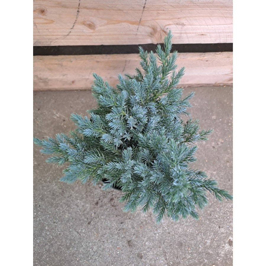 Juniperus squamata Blue star - Ienupăr Blue Star