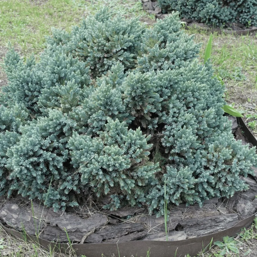 Juniperus squamata Blue star - Ienupăr Blue Star