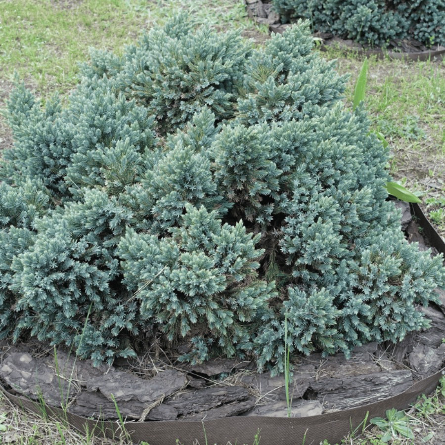 Juniperus squamata Blue star - Ienupăr Blue Star