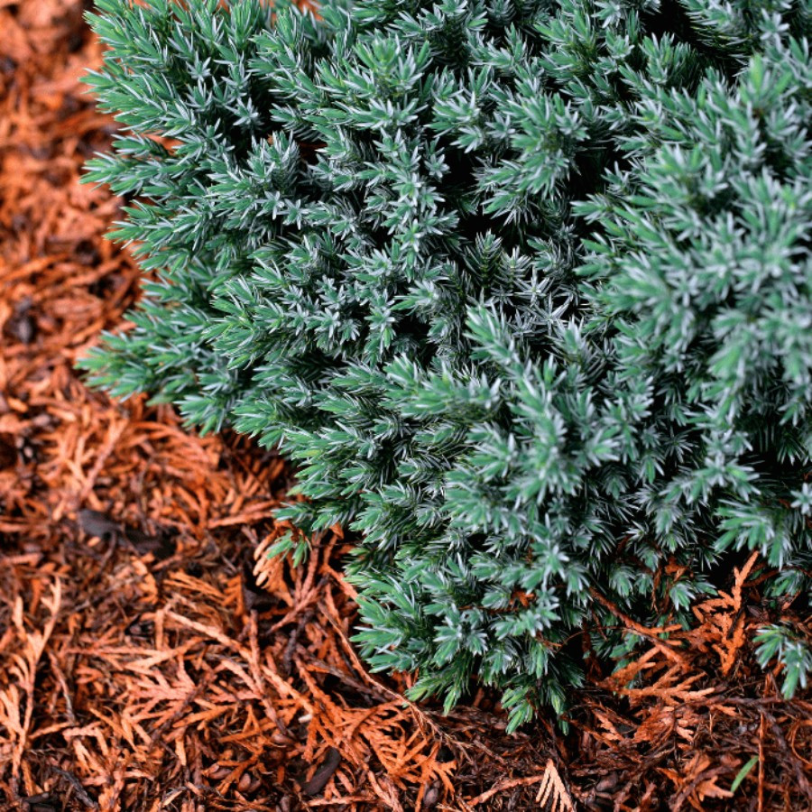 Juniperus squamata Blue star - Ienupăr Blue Star