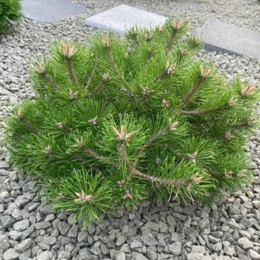 Pinus mugo Heideperle - Pin de munte Heideperle