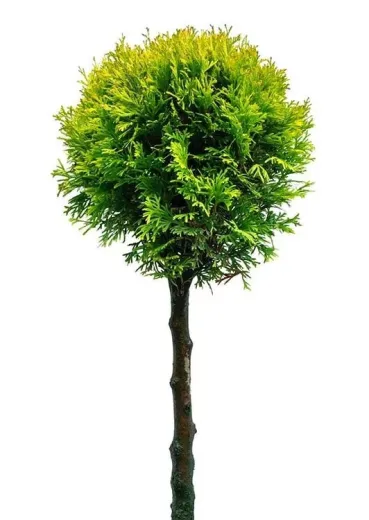 Thuja plicata Whipcord - Tuia Whipcord pe trunchi înalt