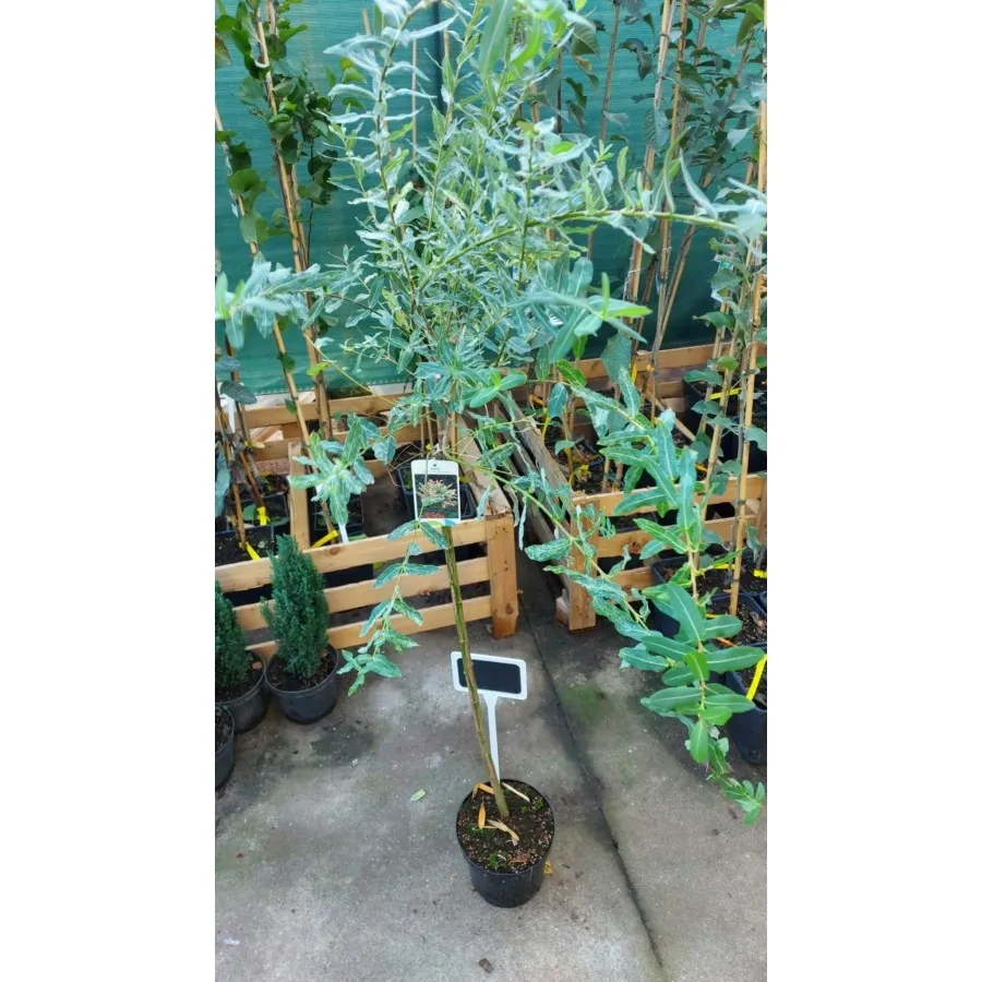 Salix integra Hakuro-nishiki - Salcie japoneză 140cm