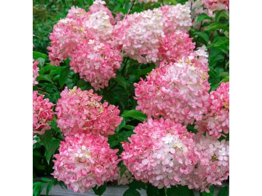 Hydrangea paniculata Pink Lady CS12 - Hortensie Pink Lady