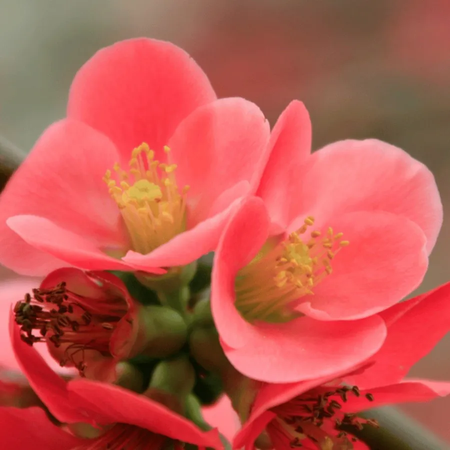 Chaenomeles japonica - Gutui japonez