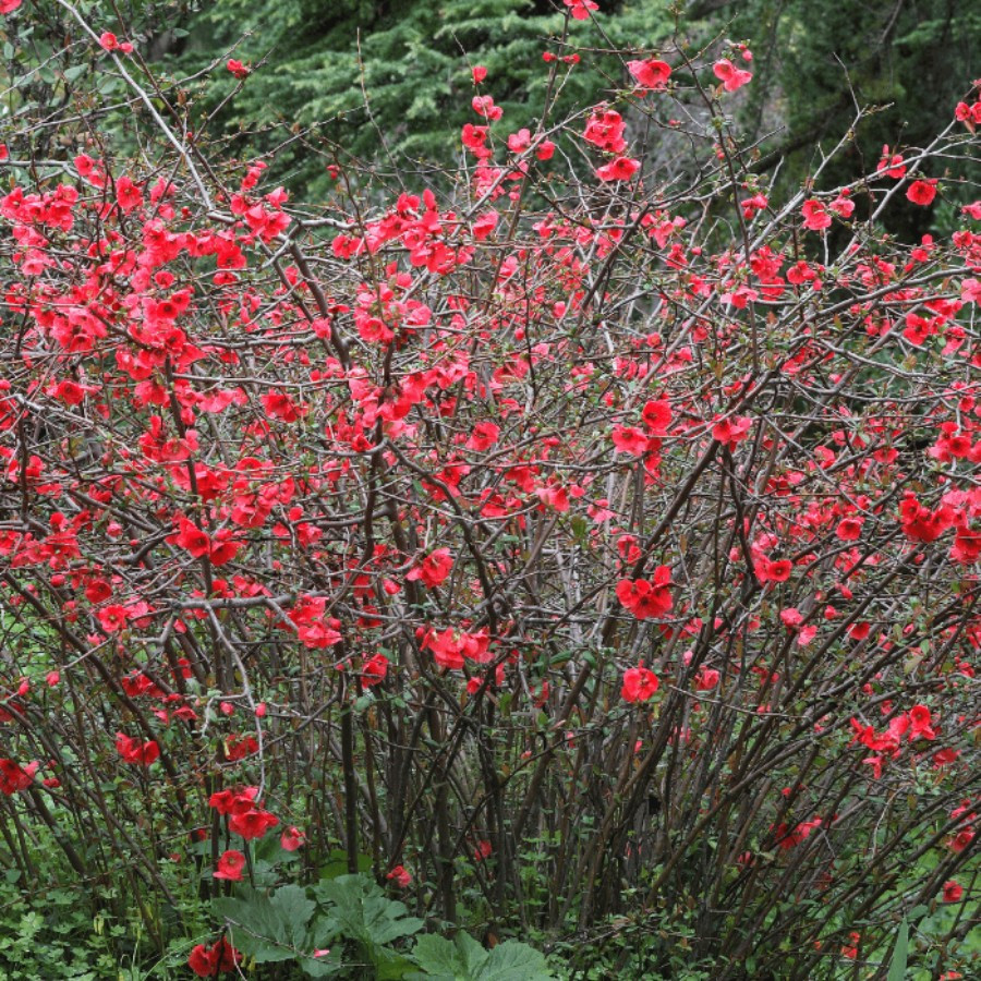 Chaenomeles japonica - Gutui japonez
