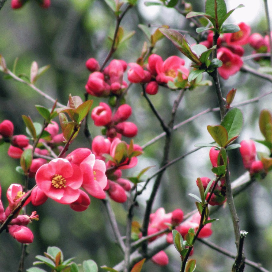 Chaenomeles japonica - Gutui japonez