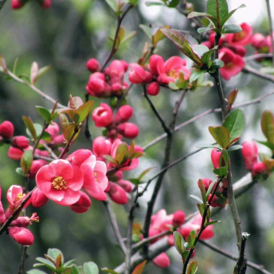 Chaenomeles japonica - Gutui japonez