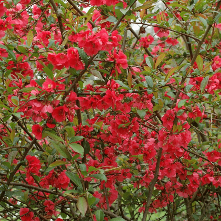 Chaenomeles japonica - Gutui japonez