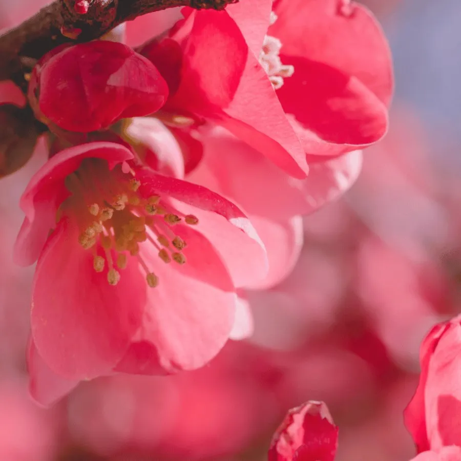Chaenomeles japonica - Gutui japonez