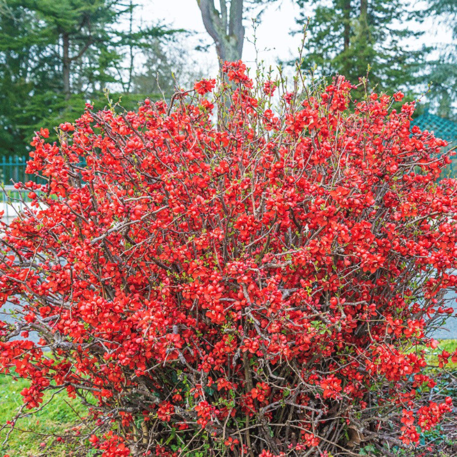 Chaenomeles japonica - Gutui japonez